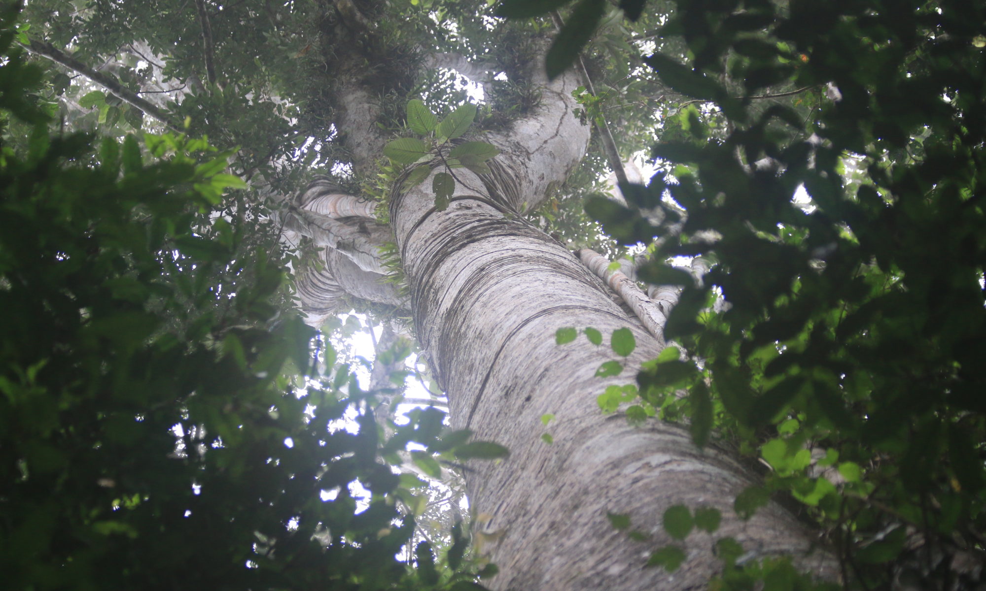 Concession de conservation Yanayacu-Maquia en Amazonie